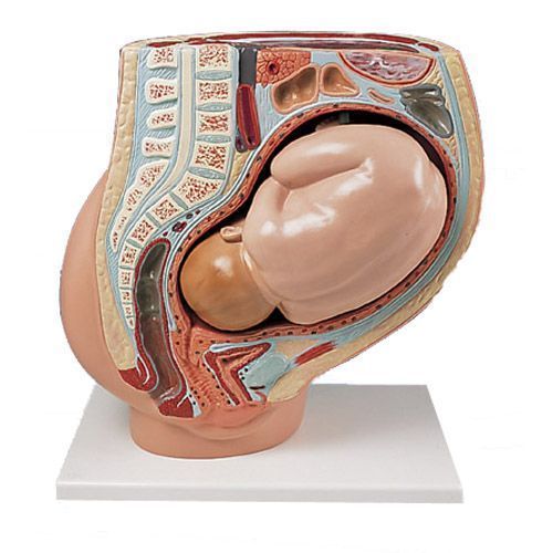 Modèle d'accouchement du bassin féminin - Mini modèle de bassin