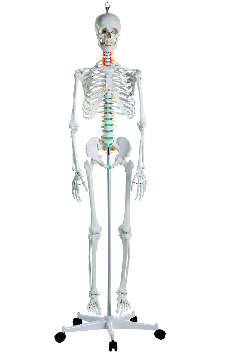 Anatomie Squelette et Muscles du Corps Humain - Schéma Simple  Anatomie  squelette, Os du corps humain, Squelette corps humain