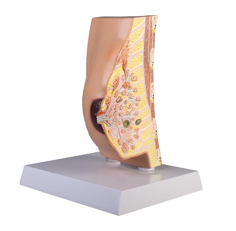 Modèle anatomique Erler Zimmer « Torse avec dos ouvert » acheter à