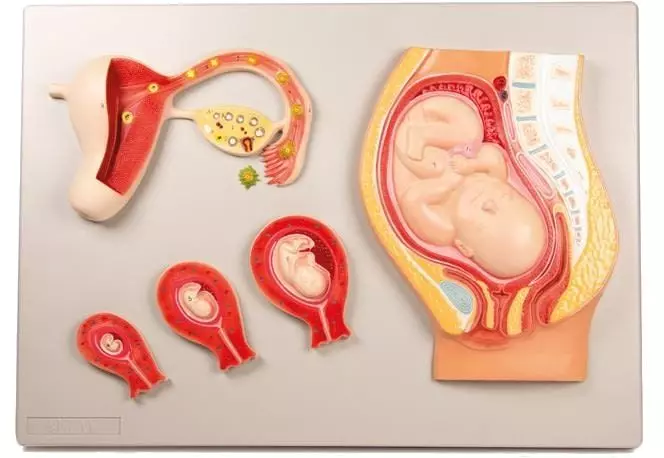 Modèle du développement fœtal Erler Zimmer