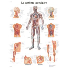 Affiche/planche Anatomie - 49390
