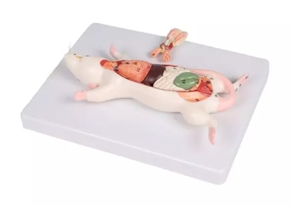 Modèle de dissection anatomique du rat