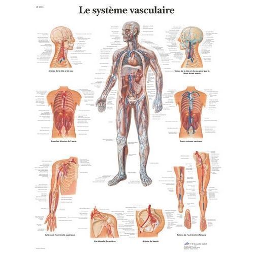 Poster Anatomie musculaire du visage et du cou