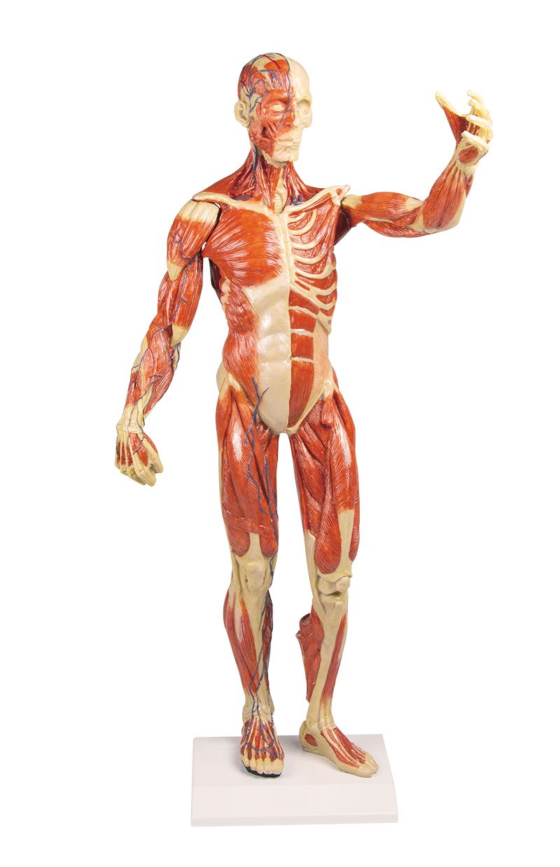 21 800+ Modèle Anatomique Photos, taleaux et images libre de