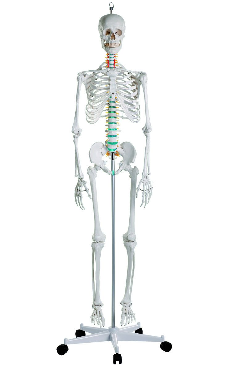 Mini squelette d'anatomie Physique, 45CM, modèle humain, affiche