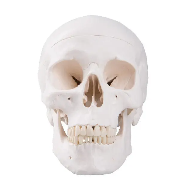 Crâne humain modèle 13 ans, Modèle Anatomique
