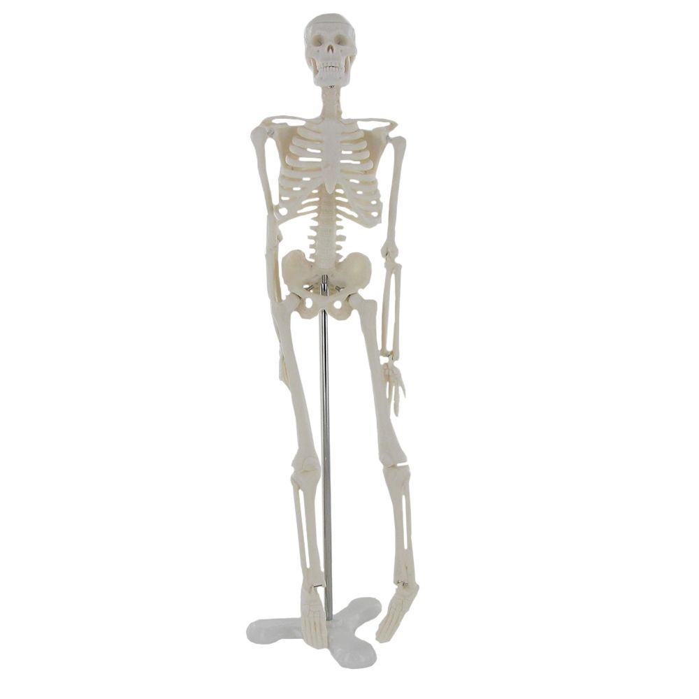 https://www.girodmedical.com/media/catalog/product/cache/5b155edbcf0169fd7cec967d14c80ba5/m/i/mini-squelette-anatomique-humain-45cm-mediprem.jpg