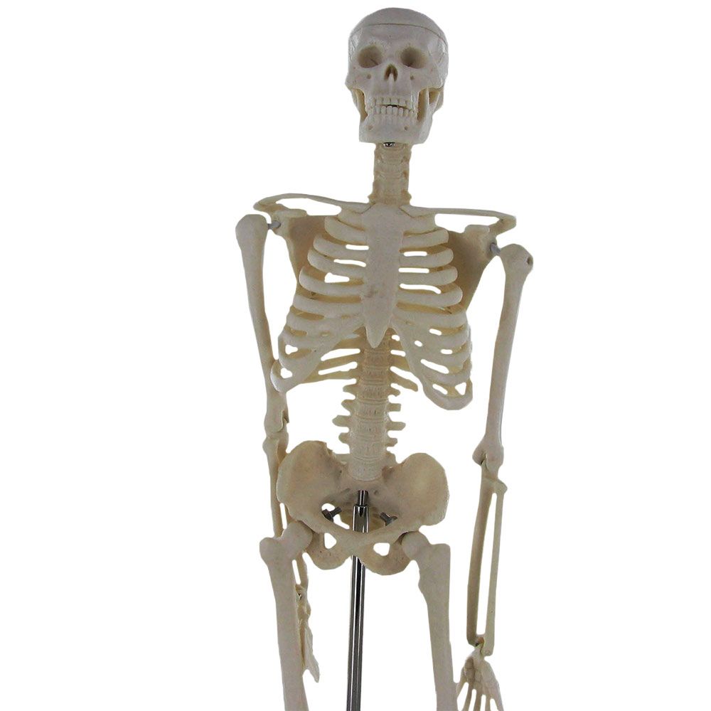 NOGRAX Modèle Anatomique, Mini Skeleton 17IN Modèle de Squelette
