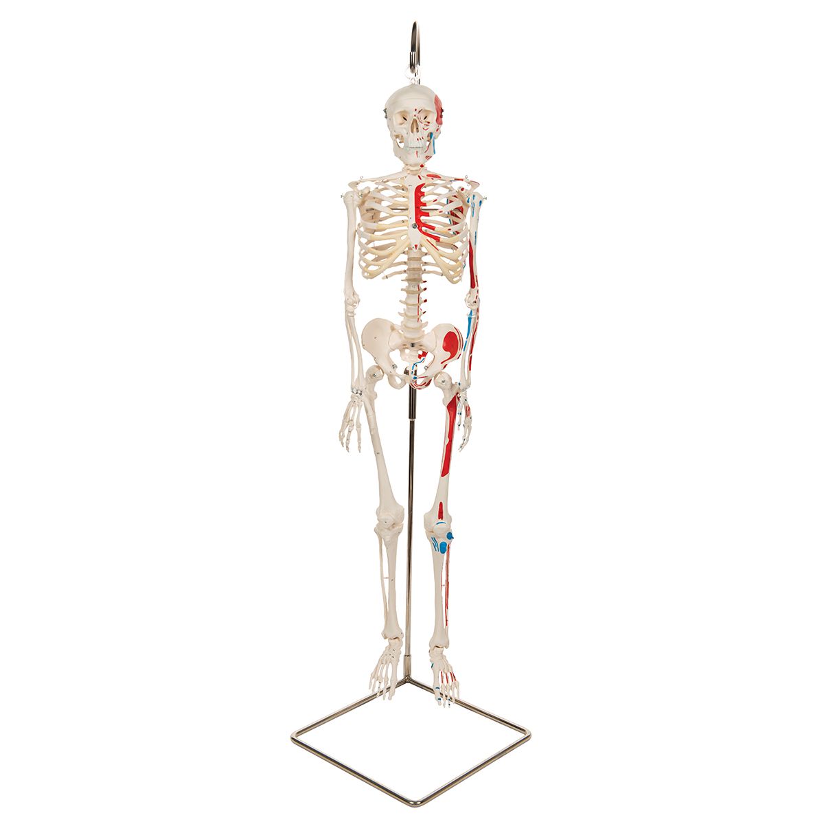 Modèle anatomique miniature - Tous les fabricants de matériel médical