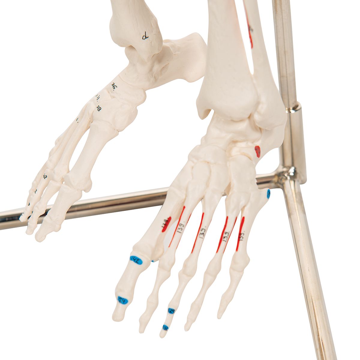 Squelette humain d'anatomie modèle taille 85cm, muscles et Ligaments  peints, adapté à l'affichage en classe et à l'étude médicale - AliExpress