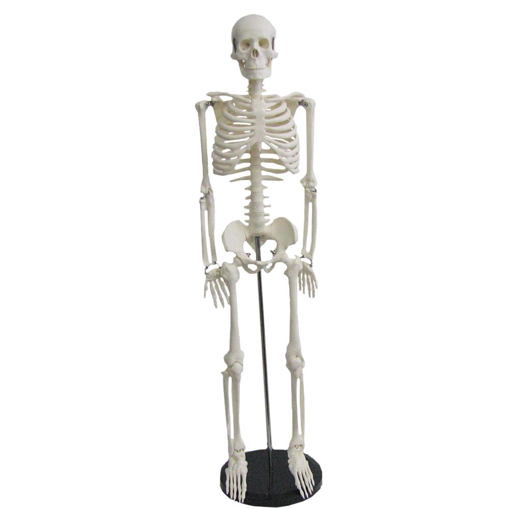 Mini modèle de squelette humain pour l'anatomie, Algeria
