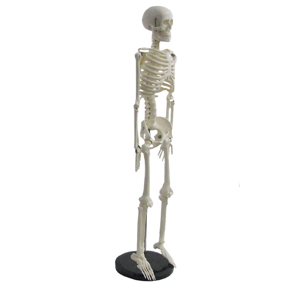 Source Mini squelette pour aide à l'enseignement, 45cm, 1 pièce on