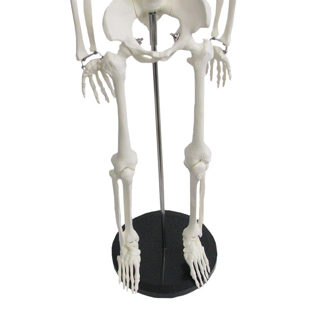 Squelette humain miniature Shorty sur socle