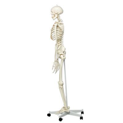 Modèle de squelette humain pour l'anatomie - Modèle médical de squelette  humain taille réelle avec origine musculaire numérotée et peinte et points  d'insertion - Support roulant : : Commerce, Industrie et Science