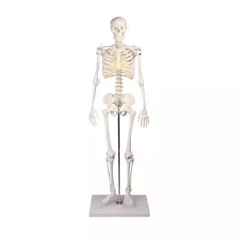 Squelette Anatomique Humain Max - YLEA