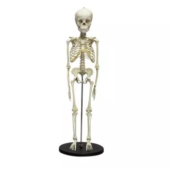 Squelette anatomique 46cm apprendre le corps humain les os matériels