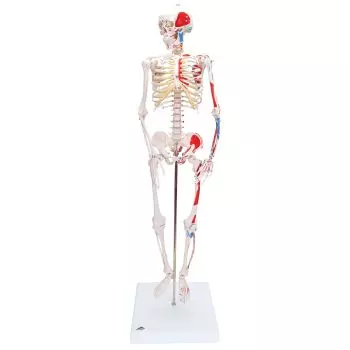Mini squelette humain modèle d'anatomie, outil modèle de squelette