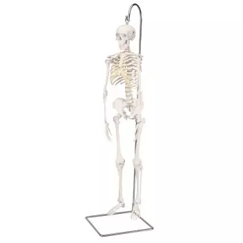 Squelette anatomique Max : doté de muscles et suspendu à un support  métallique à cinq roues - Boutique Fisaude