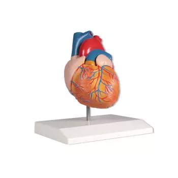 Erler-Zimmer : Toute la gamme de modèles anatomiques au meilleur prix