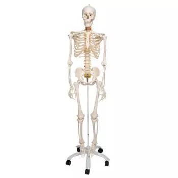 Squelette anatomique Max : avec muscles sur support à cinq pieds