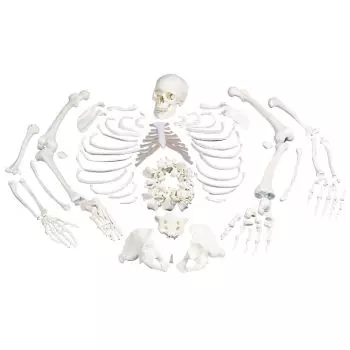 L'avantage de l'utilisation du squelette humain anatomique - BLOG TOOMED