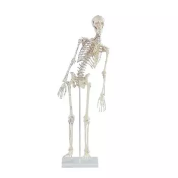 Les meilleures squelettes anatomiques en 2019 ! - BLOG TOOMED