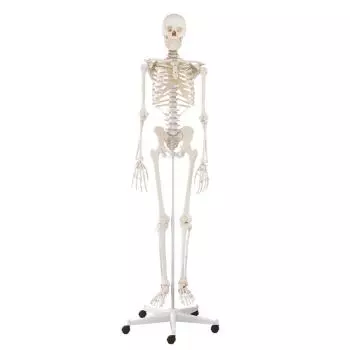 achat squelette anatomique ecopro taille réelle à petit prix