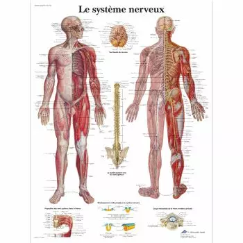 Affiche Anatomie détaillée Les Jolies Planches 50x70 cm – Decoclico