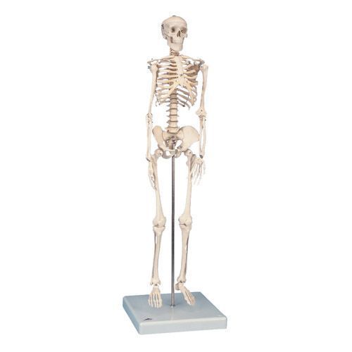 Mini squelette   166 39  dans Squelette  anatomique