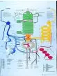 Planche anatomique le métabolisme humain VR2451L