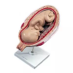 Vente en ligne poupée de fœtus R10070 Erler Zimmer à 184,00 €