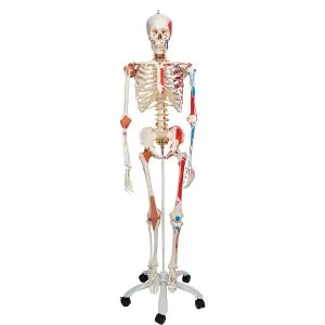 Mini maquette du squelette humain 14_0007666 – Helloshop26