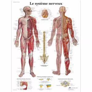 Anatomie de la musculature humaine VR2128L à 18,90 €