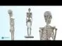 Unboxing del mini esqueleto anatómico humano Mediprem