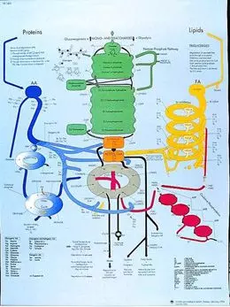 Planche anatomique le métabolisme humain VR2451L
