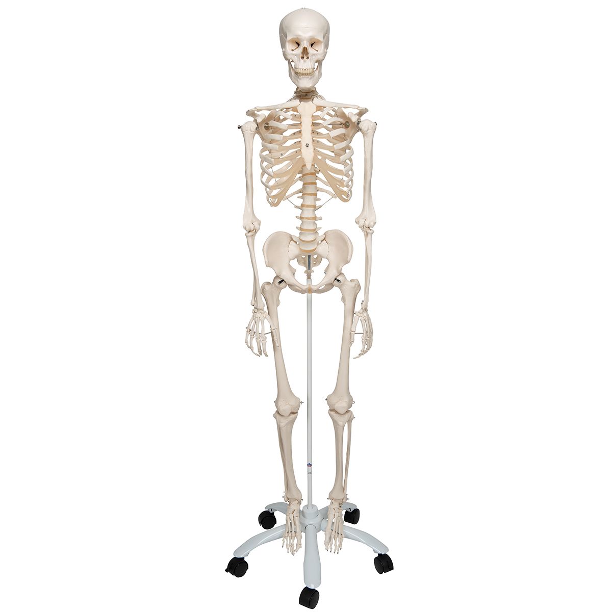 Squelette anatomique humain taille réelle 170cm
