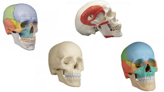 Modèle anatomique du crâne