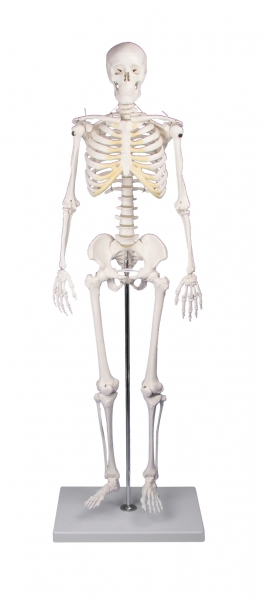 Squelette humain avec muscles et ligaments - Jeulin