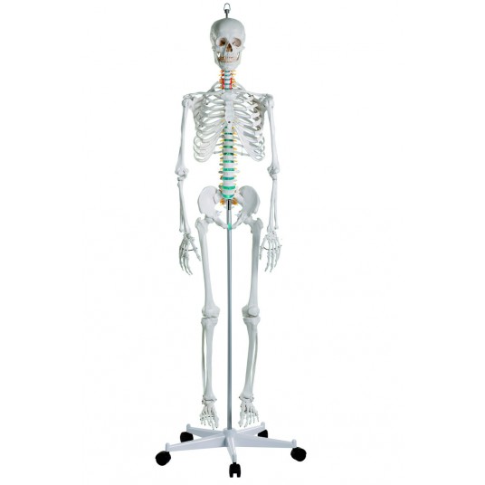 Modèle éducatif, Réplique Taille Réelle Squelette Humain 170cm Modèle Squelette  Anatomique Médical Squelette Modèle avec Système Nerveux 206 Os  Articulaires avec Support À Roues : : Commerce, Industrie et  Science